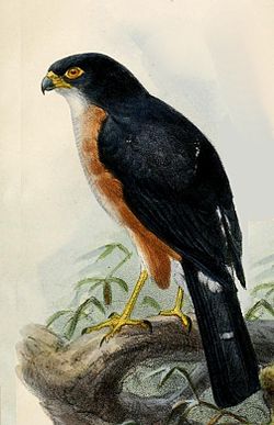 John Gerrard Keulemans