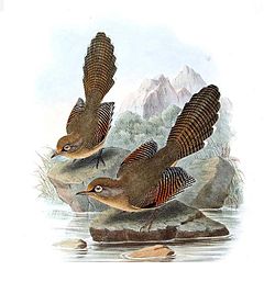 John Gould